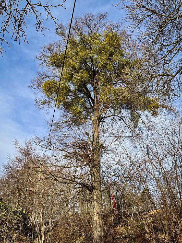 Vimaana Baum und Garten, Bobritzschtalstraße 48 in Bobritzsch-Hilbersdorf