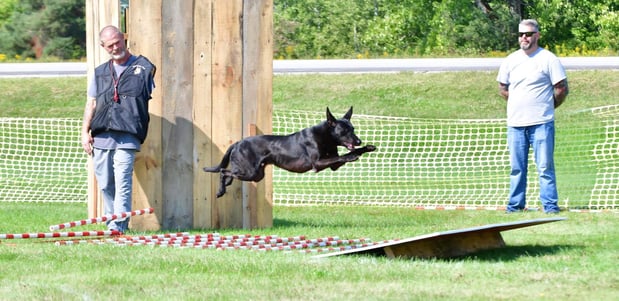 Images Adirondack K9