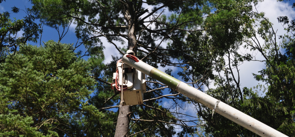 Glastonbury Tree Care
