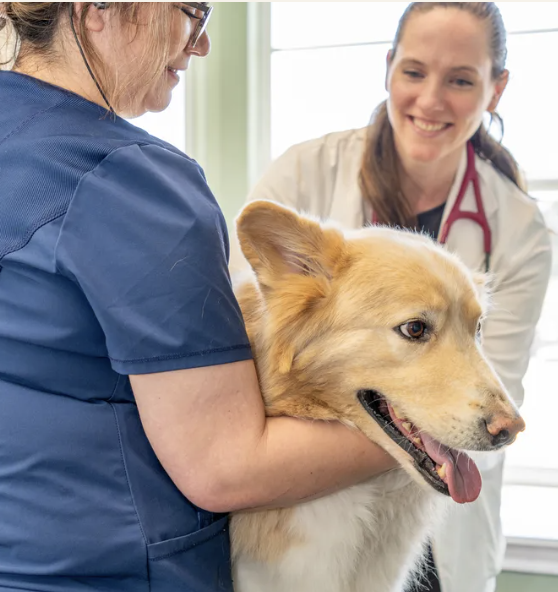 Images Oak Forest Veterinary Hospital