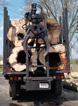 David Tree Service - Large tree removal