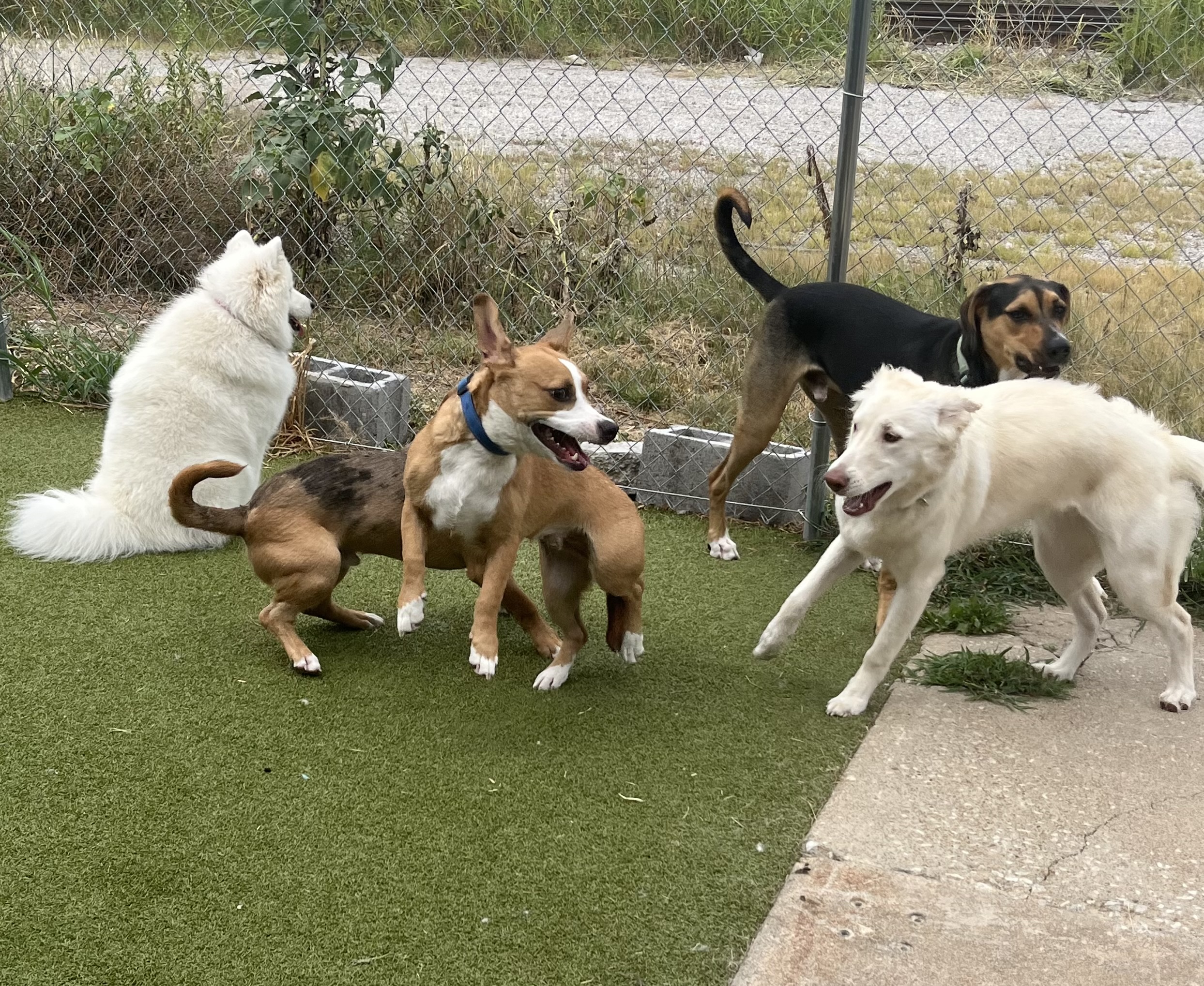 Dogs of different sizes enjoying group play together in the outdoor dog daycare area. 