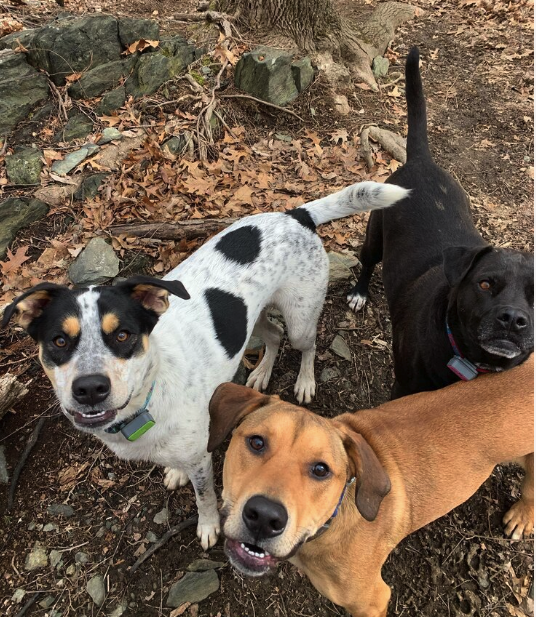 Tails N' Trails Pets, Newport County Dog walkerâ¨â¨ in Newport, RI.