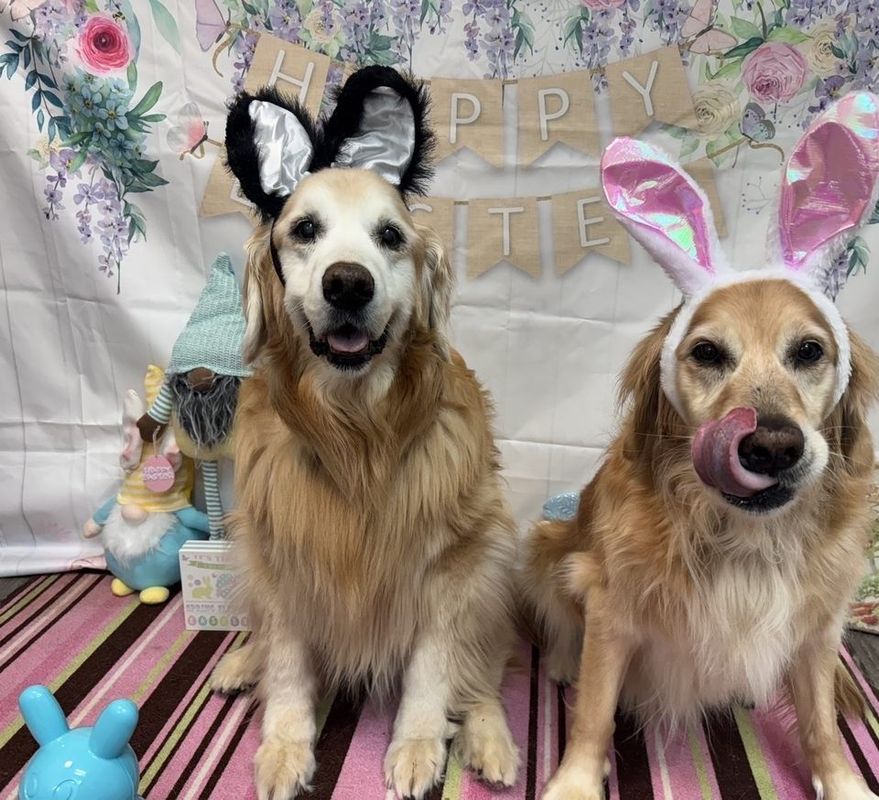 fido fido Dog Daycare & Boarding Image