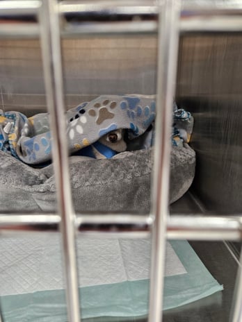 Images VetExpress Animal Urgent Care