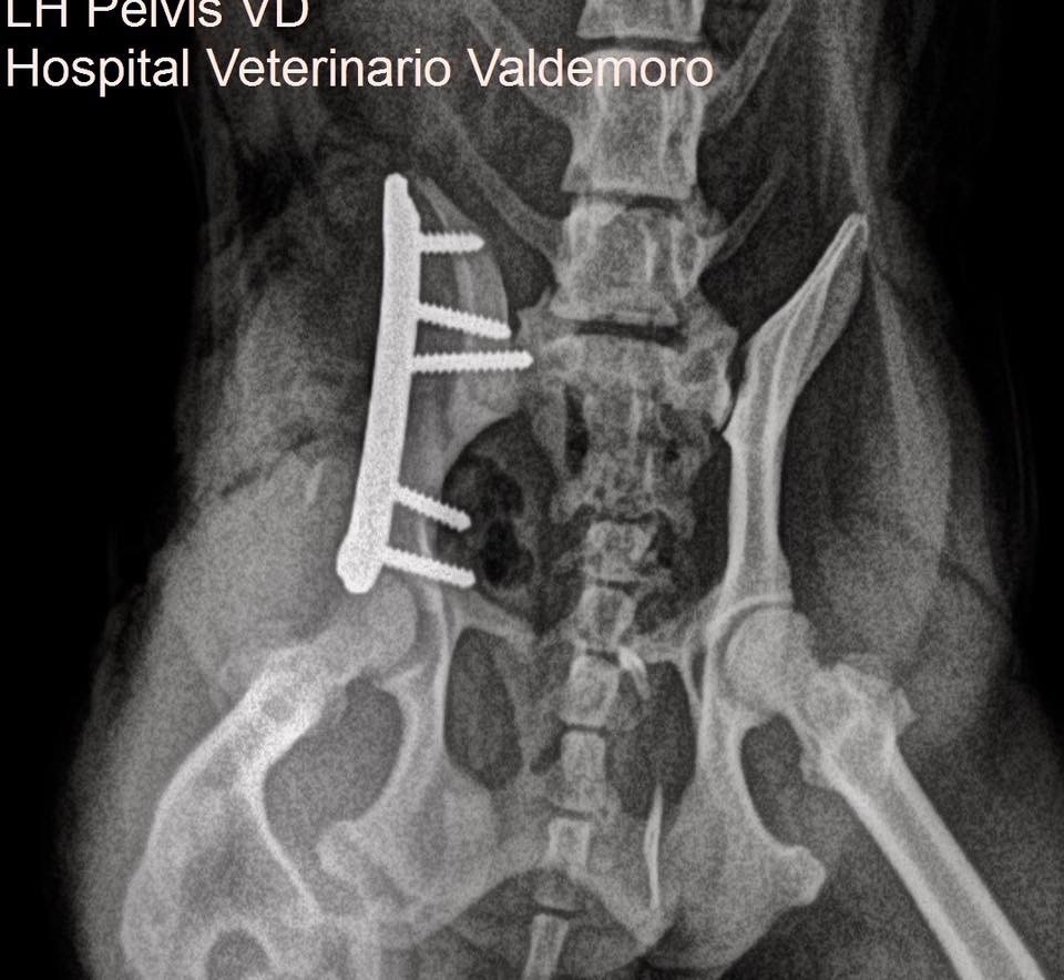 Images Hospital Veterinario Valdemoro