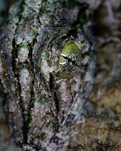 Images Cold Blooded Kingdom