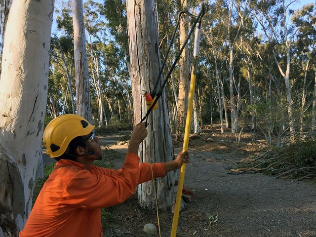 Cortez Tree Care Inc Photo