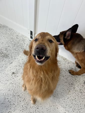 Images Our Dog House in Argyle LLC