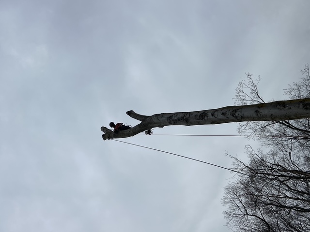 Lucca Landscaping & Construction LLC provides safe and efficient tree removal services to help protect your property and maintain a clean, open landscape. Whether due to damage, disease, or space planning, we handle each removal with precision and care. Our team is committed to completing every job with minimal disruption and maximum safety. You can count on us for professional service that gets the job done right.