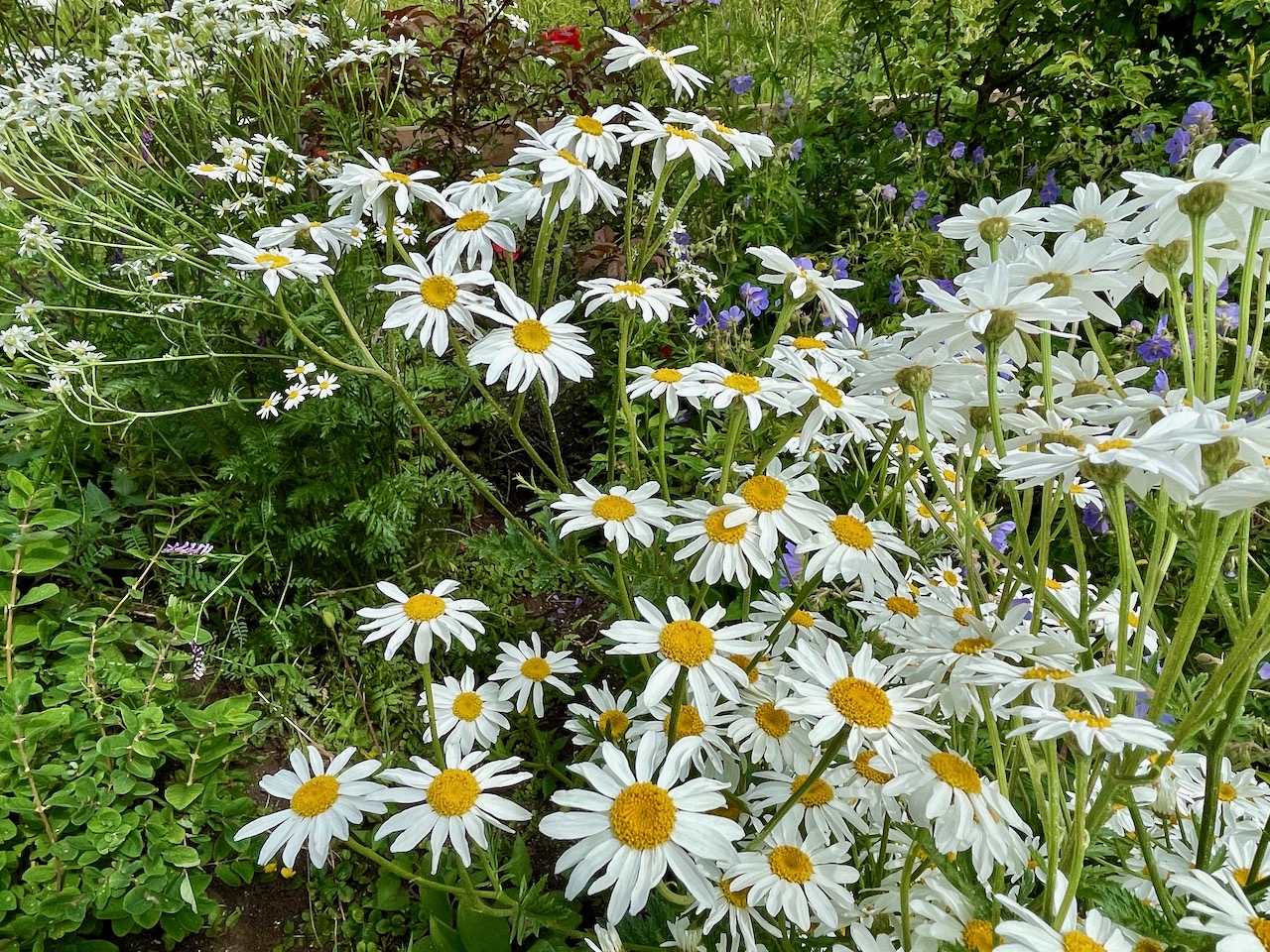 Bilder Wildblumendienst