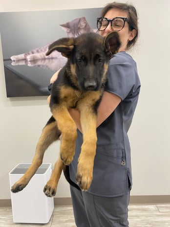 Images Shrewsbury Animal Hospital