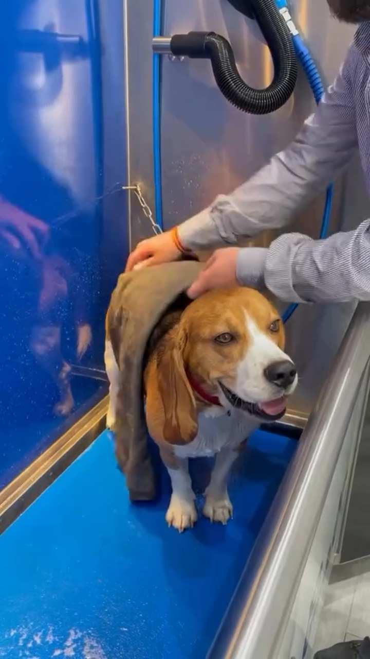 Images Paw&Go - Autolavado de perros y peluquería canina