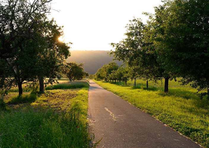 A lush, tree-lined path at sunrise.