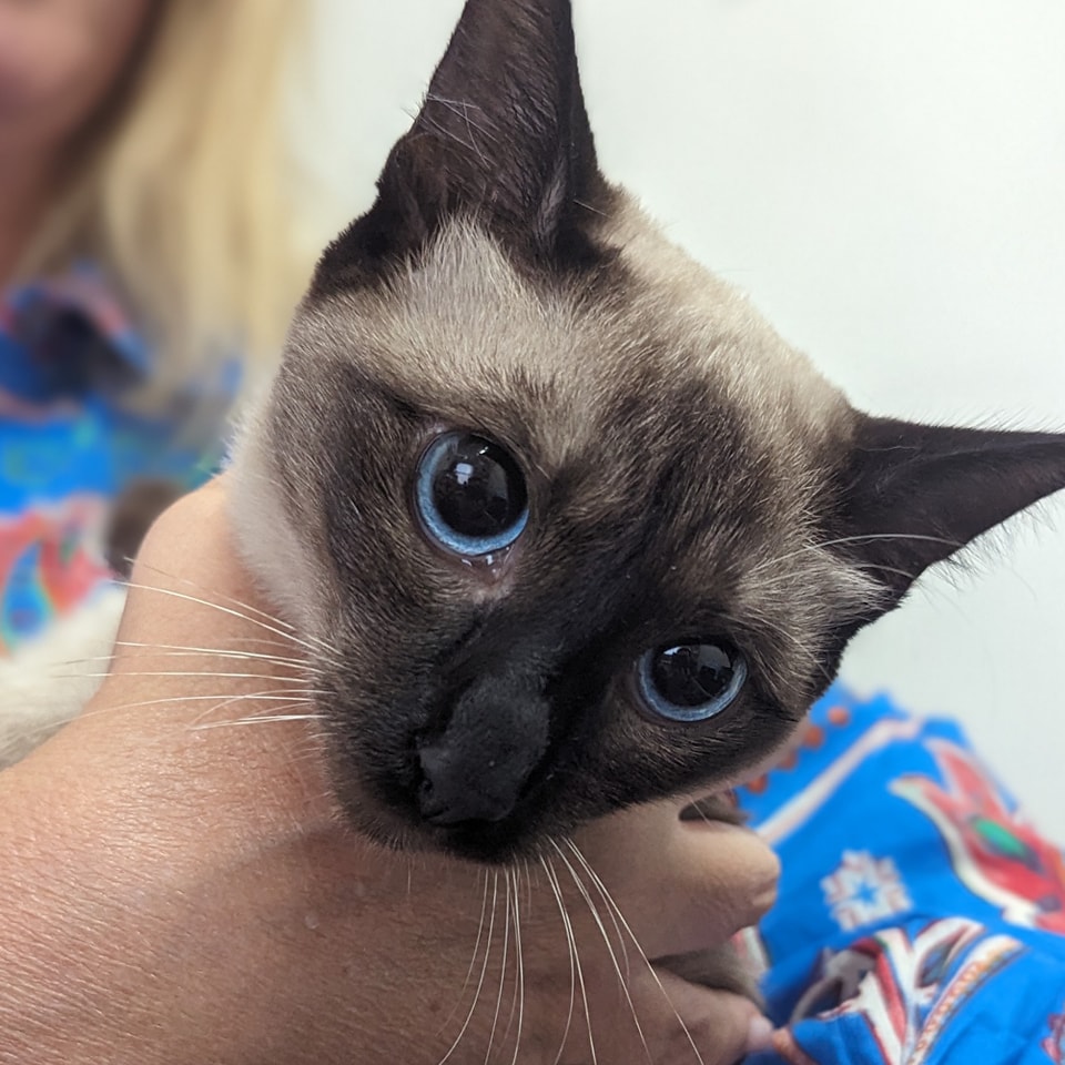 Abingdon Veterinary Clinic