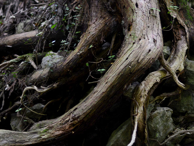 Images Newbury Park Tree Service