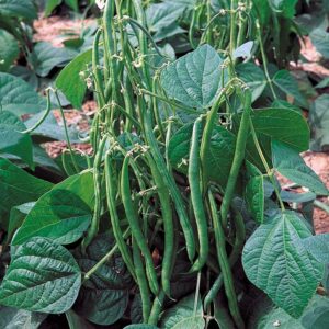 Saatgut Dillmann Patrick Dillmann, Daimlerstr. 10 in Berglen