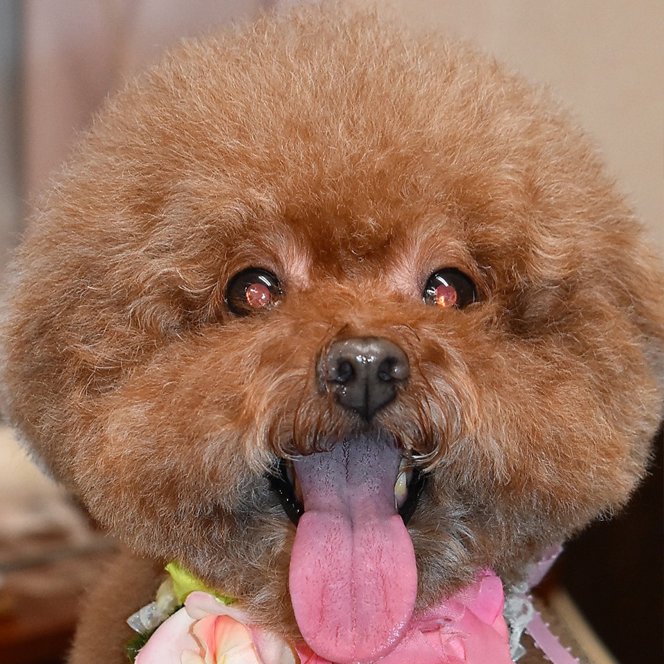 Images わんわんスタイルANNE