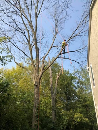 Images Sunbury Tree Care