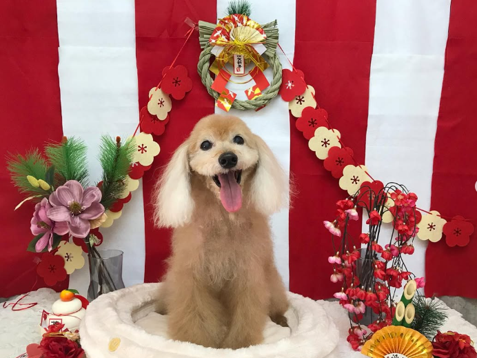 Images ペットショップ 犬の家