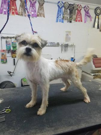 Images Happy Tails Groom & Board