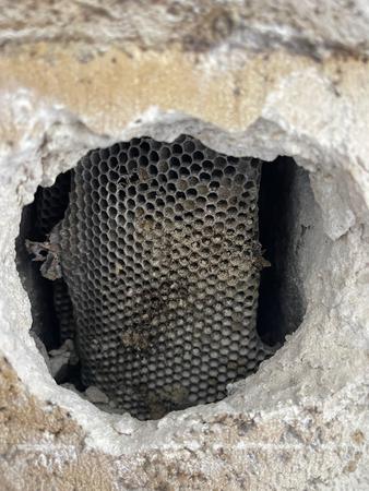 Images Miami Bee Removal Corp.