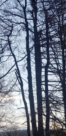 Images Poppen Tops Tree and Home Solutions