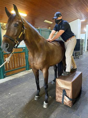 Images Palm Beach Equine Clinic