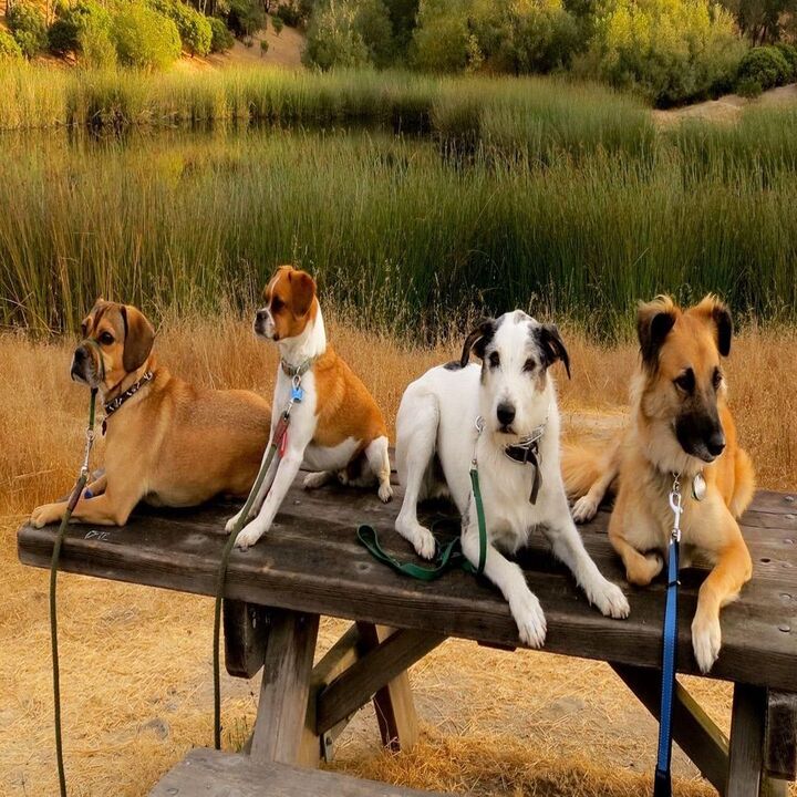 Images Dune Dogs K9 Training