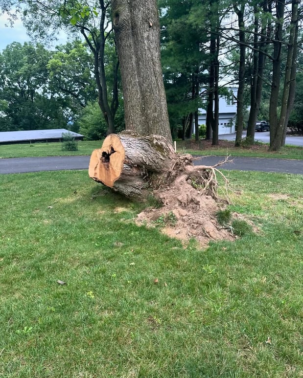 Images Friendly Tree Service Inc
