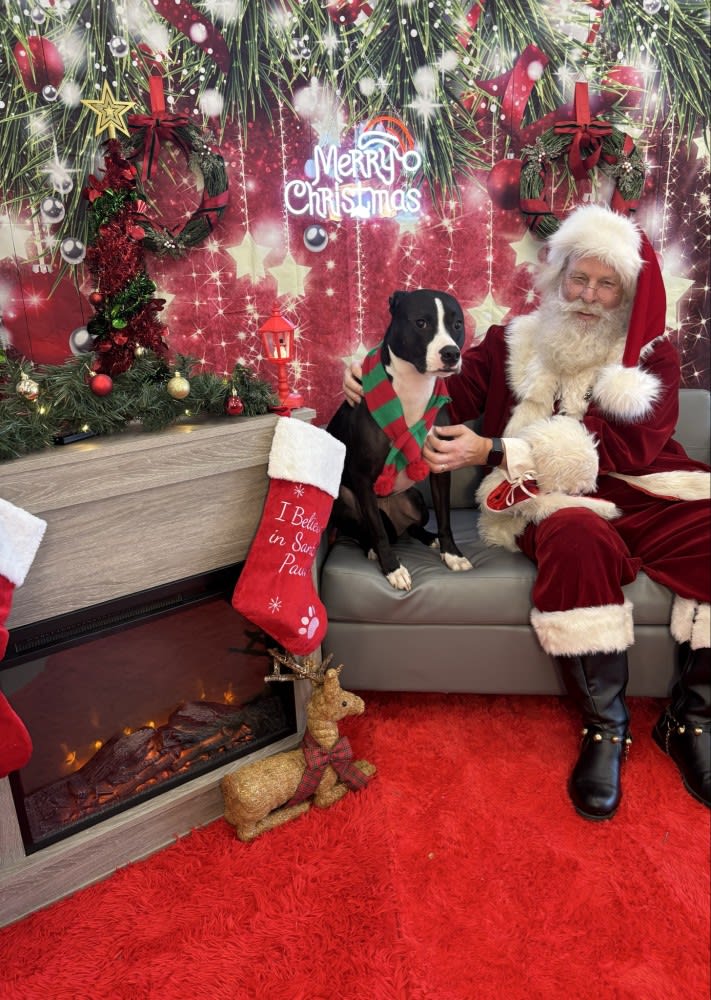 The Dog Stop - Katy Image