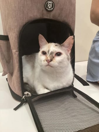 Images Petfolk Veterinary & Urgent Care - East Cobb Marietta