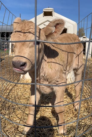 Images Michelle Belesky - State Farm Insurance Agent