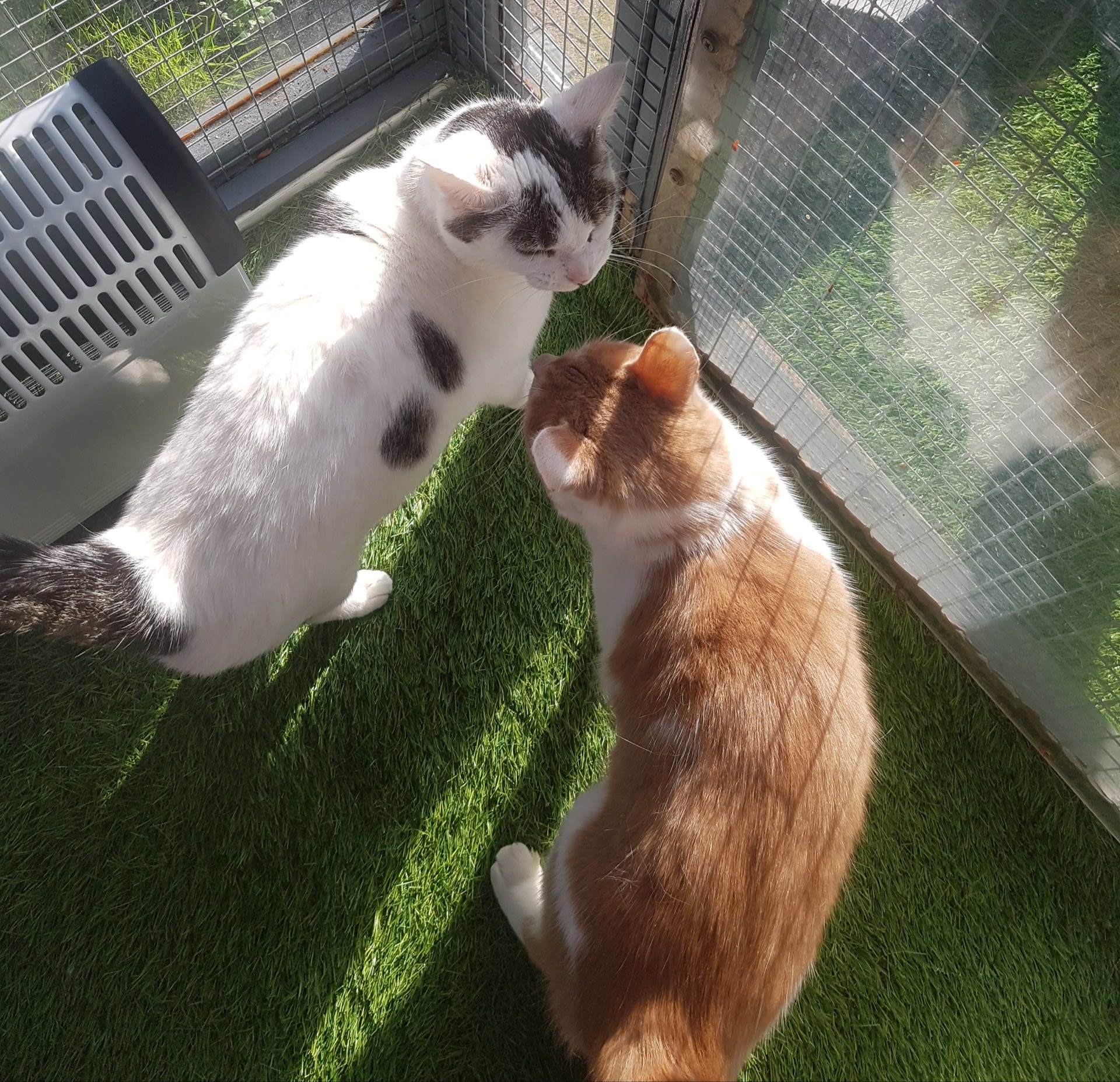 Images Garforth Cattery