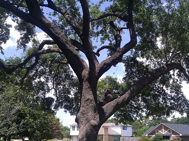 Images TNT Tree Service