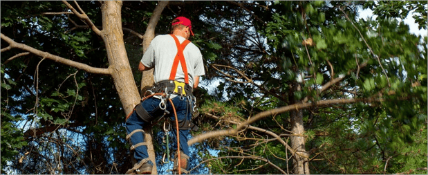 Images Walsh Tree Service