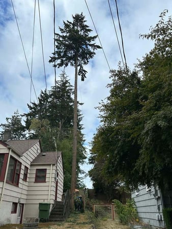Images Brothers Tree service & Landscaping