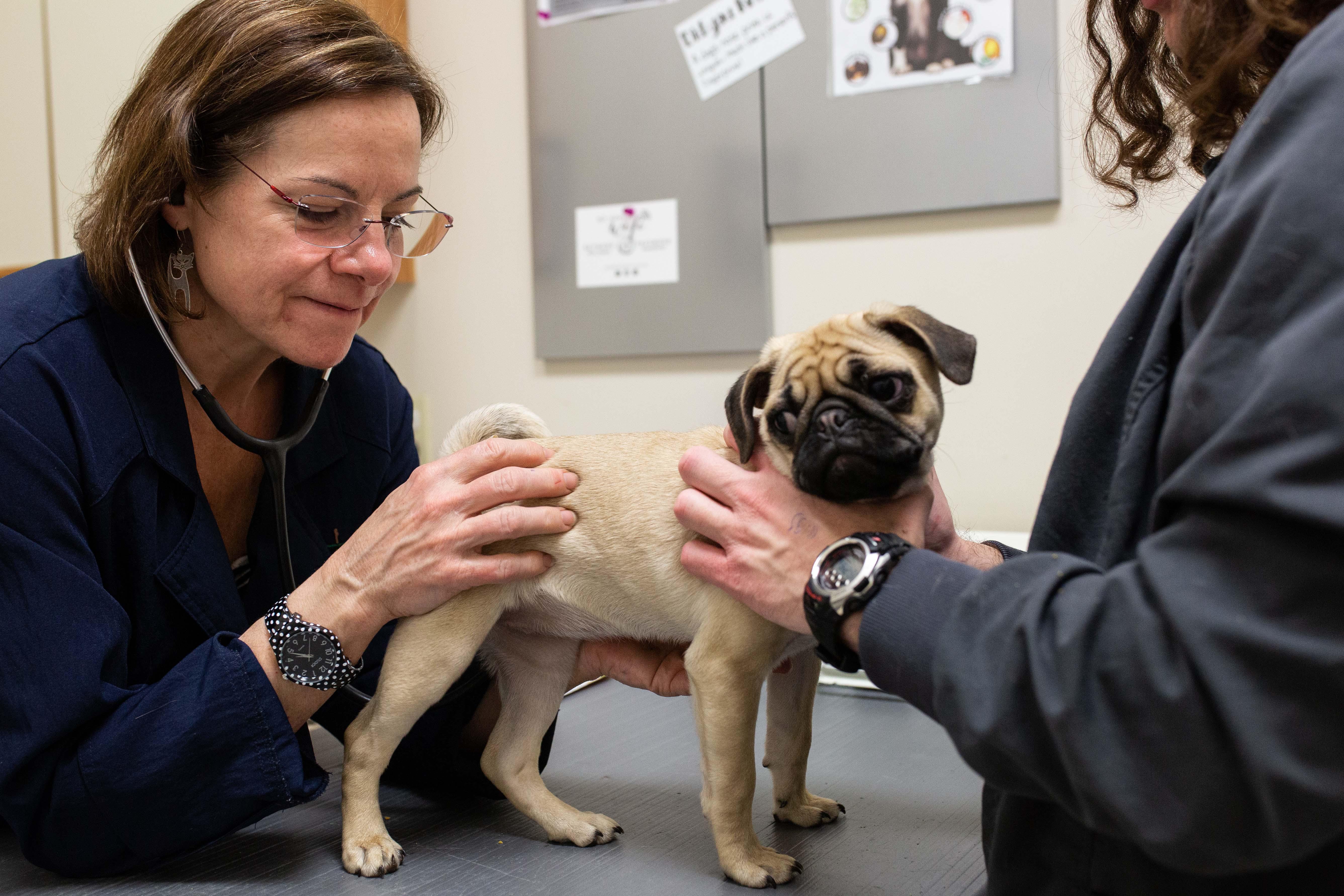 Bay Ridge Animal Hospital Photo