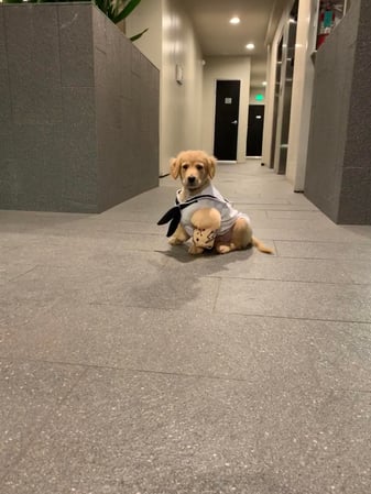 Images Melrose La Brea Animal Hospital