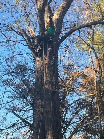 Images Arborscapes tree service