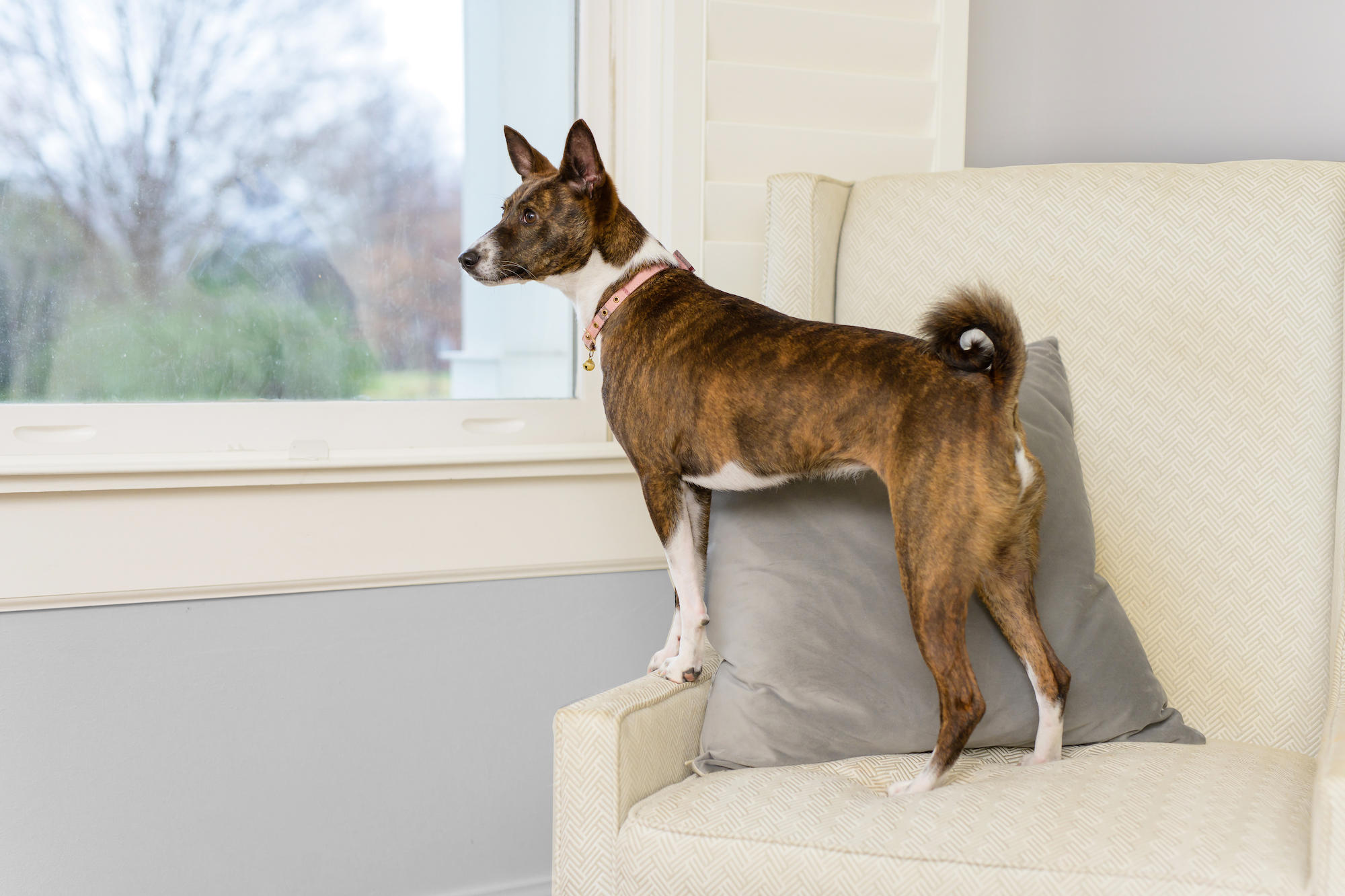 dog stretching towards window while standing on a chair