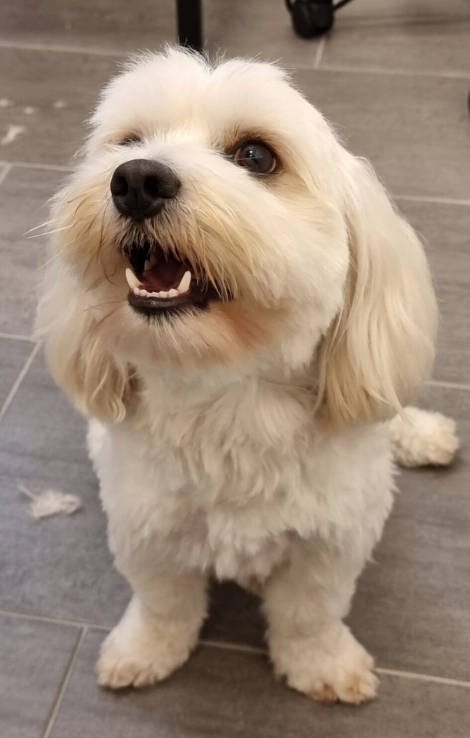 Mellys Hundesalon, Böwerweg 14 in Wittbek