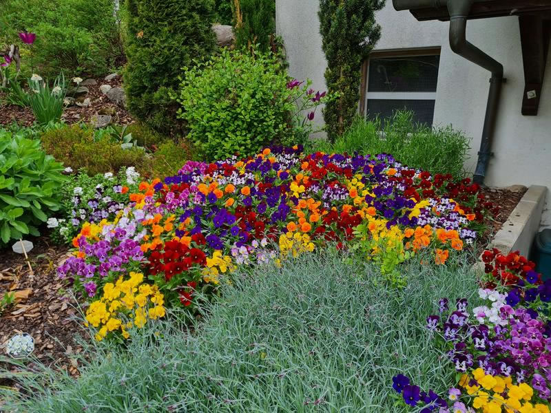 Bilder BRÜHWILER-GARTENBAU, BAUMPFLEGE