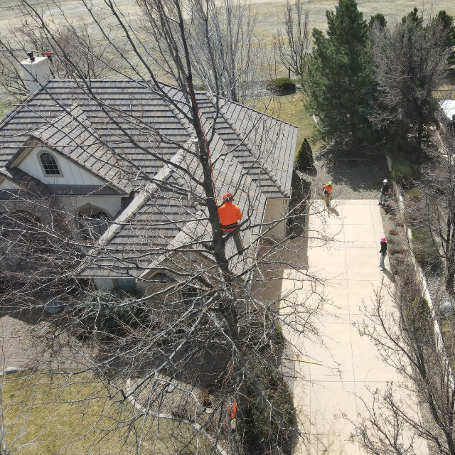 Joe Benigno's Tree Service