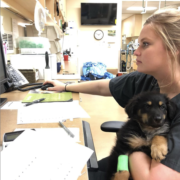Images Alicia Pet Care Center
