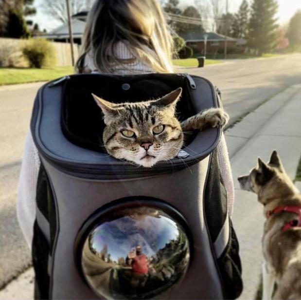 Images Paws On the Avenue