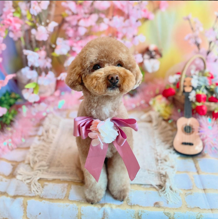 Images dog salon buku2