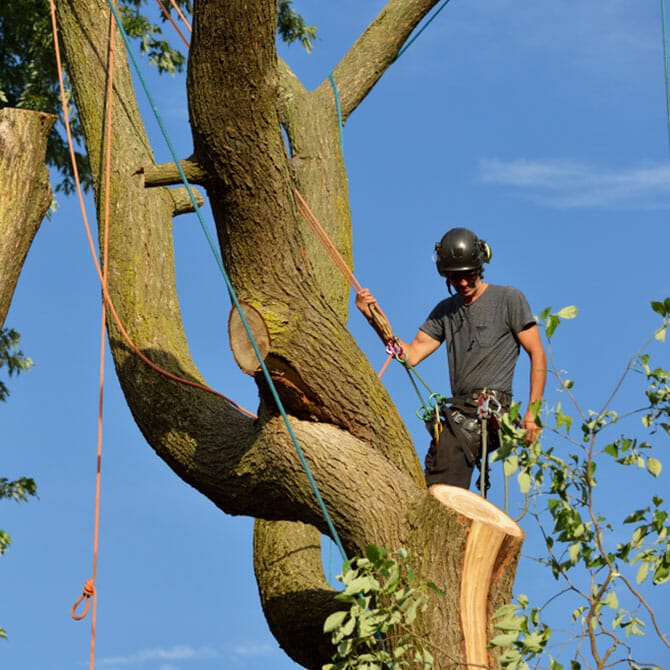 Images All About Tree Services QLD