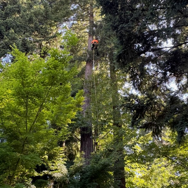 Images Alexa's Tree Service