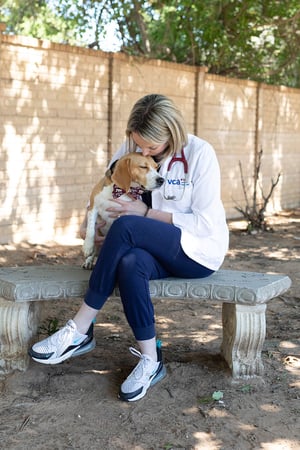 Images VCA Angel Animal Hospital